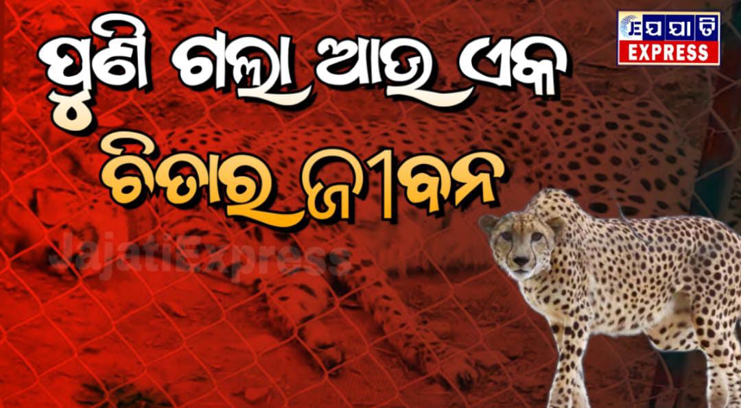 ୫ମାସରେ ଗଲାଣି ୮ଚିତାଙ୍କ ଜୀବନ!