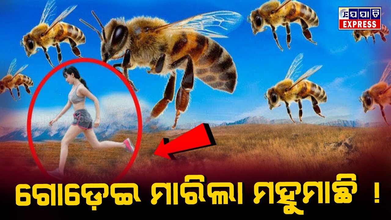 ମହୁମାଛି କାମୁଡାରେ ୧୫ ଆହତ !