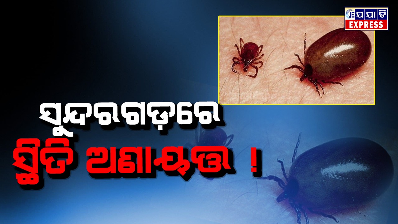 ସୁନ୍ଦରଗଡକୁ ସ୍କ୍ରବଟାଫସ୍ ଭୟ