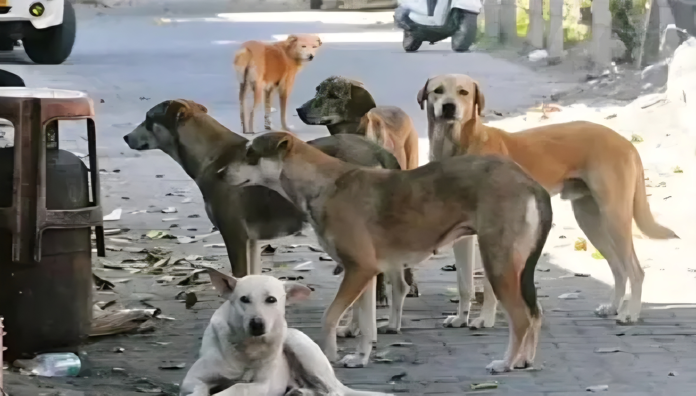 ଆଉ ୩ ଶହ କୁକୁରଙ୍କୁ ବିଷ ଇଞ୍ଜେକସନ୍ ଦେଇ ହତ୍ୟା