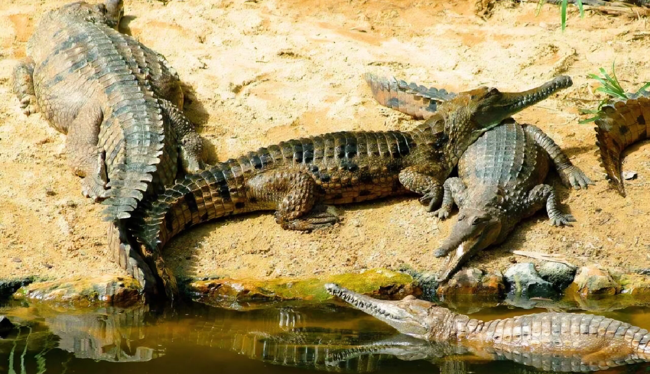 ରାଜ୍ୟରେ ବର୍ତ୍ତମାନ ରହିଛନ୍ତି ୨୧୯୩ ଟି କୁମ୍ଭୀର